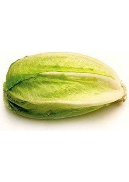 Yedikule Marul 300 Adet Tohum