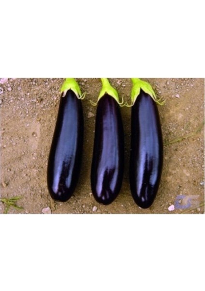 Aydın Siyah Patlıcanı Tohumu 50+ Tohum