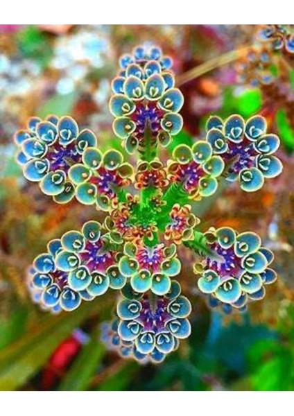 10 Adet Colorful Kalanchoe Tohumu