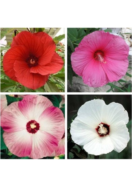 10 Adet Mıxed Luna Hıbıscus Tohumu