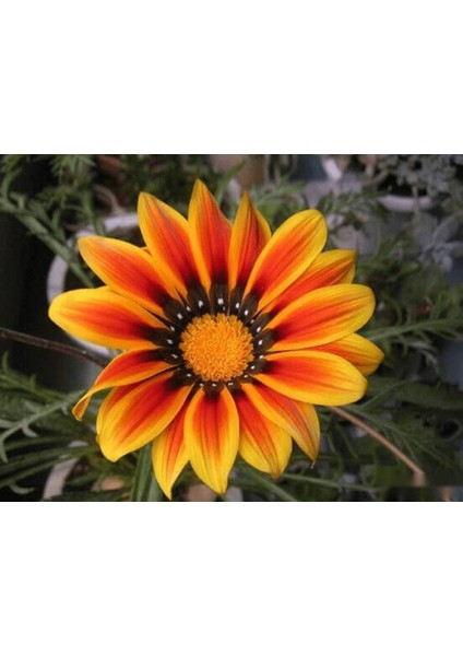 10 Adet Yellow Orange Gazania Tohumu