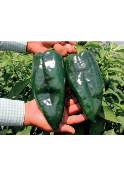 20 Adet Ancho / Poblano Biber Tohumu