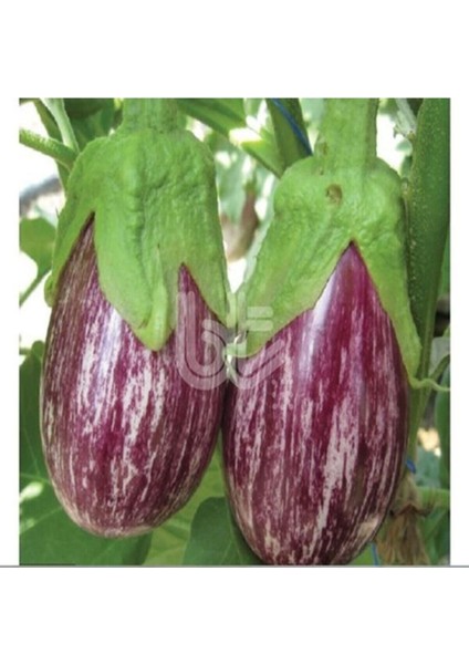 20 Adet Ala Çizgili Patlıcan Tohumu