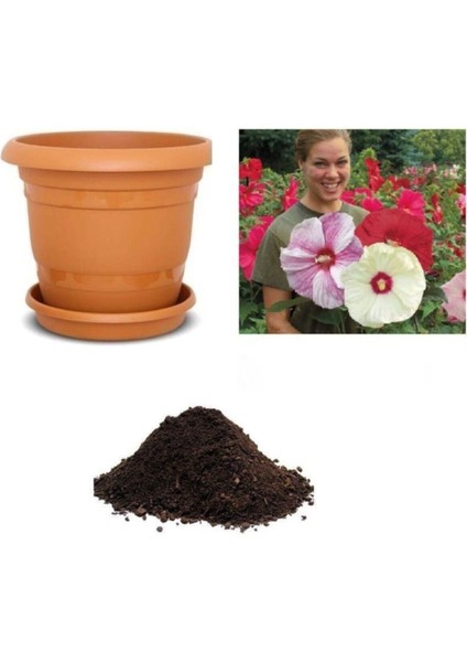 Dev Hibiscus Çiçeği Tohumu Ekim Seti