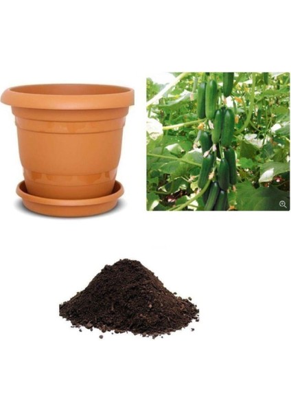 Erkenci Badem Salatalık Tohumu Ekim Seti