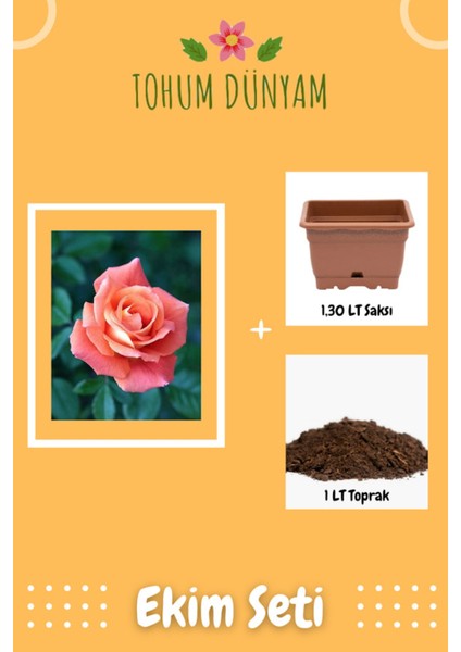 Kokulu Yavruağzı Gül Tohumu Ekim Seti