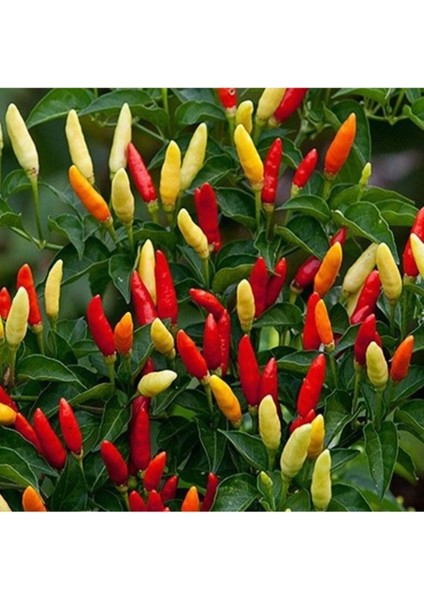 20 Adet Tabasco Acı Biber Tohumu