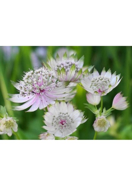 5 Adet Astrantia Major Tohumu