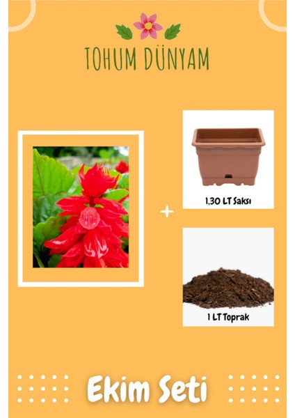 Ateş Çiçeği (Salvia Splendens) Çiçek Tohumu Ekim Seti