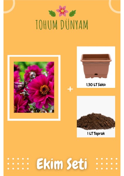Dahlia (Dahlia) Çiçek Tohumu Ekim Seti