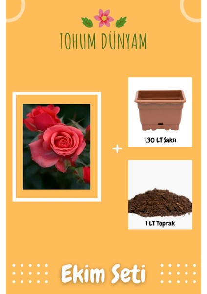 Kokulu Pembe Gül Tohumu Ekim Seti