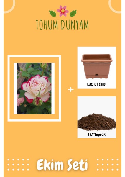 Beyaz-Pembe Kenarlı Gül Tohumu Ekim Seti