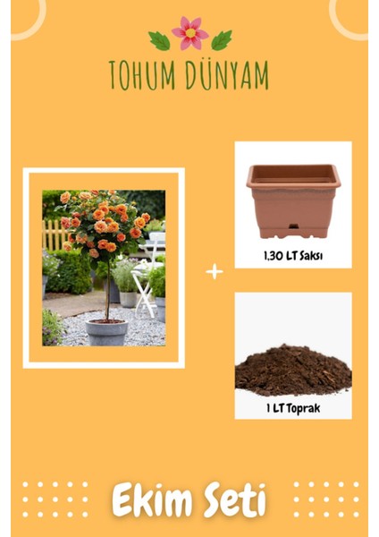 Turuncu Gül Ağacı Tohumu Ekim Seti