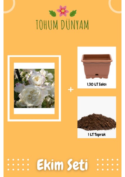 Beyaz Alaska Gül Tohumu Ekim Seti