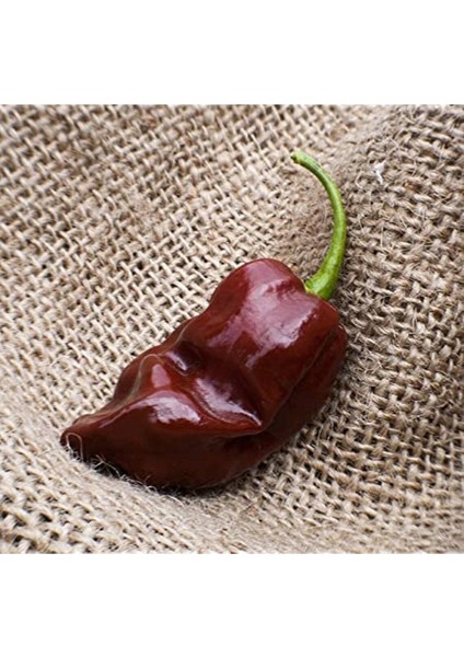 20 Adet Choclate Habanero Biber Tohumu