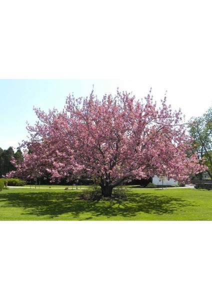 20 Adet Kiraz Tohumu