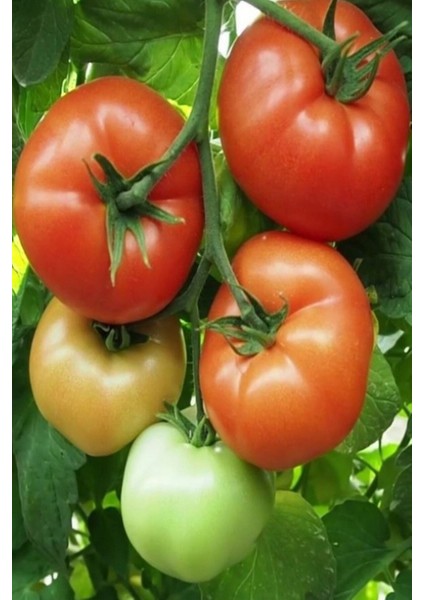 Datça Köy Domatesi Tohumu / 5+ Adet Tohum