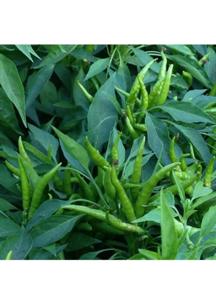 10 Adet Cin Süs Biber Tohumu