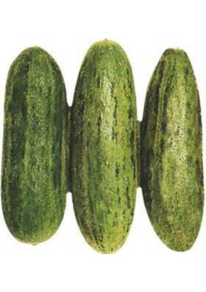 Süper Paket 500 Adet Tohum Nadir Ithal Çin Badem Acur Tohumu Çin Acuru