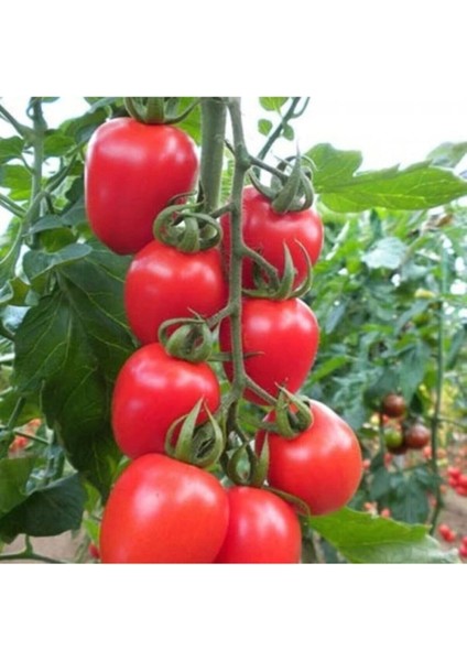 Kokteyl Domates Tohumu / 10 Tohum
