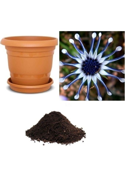 Dev Mavi Papatya Tohumu Ekim Seti