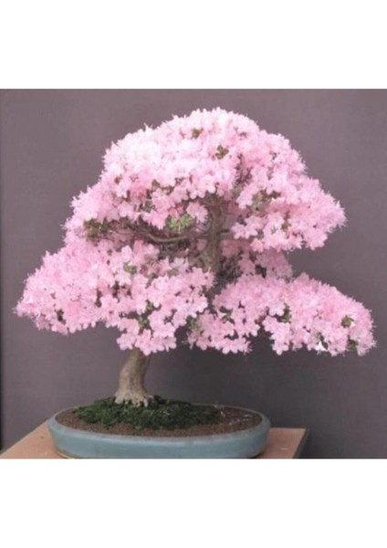Bodur Cherry Blossom Bonzai Ağacı Tohumu 5 Adet Bonsai Ağacı Tohumu