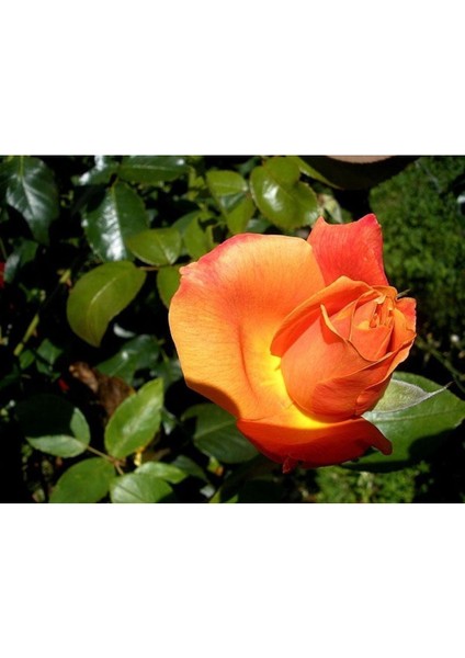 5 Adet Turuncu Gül Tohumu