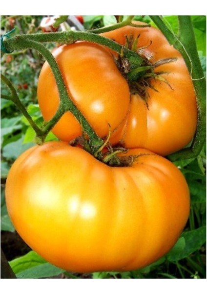 Nadir Ithal Iri Turuncu Domates Tohumu 10 Adet Tohum