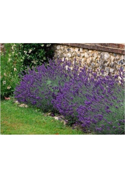 Lavanta Çiçeği Tohumu 10 Adet Tohum