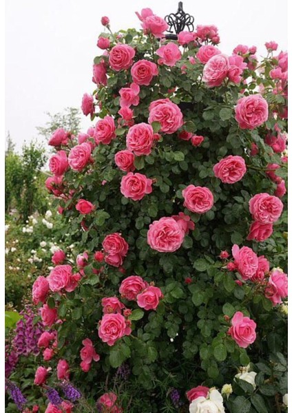 15 Adet Pembe Renkli Sarmaşık Gül Tohumu