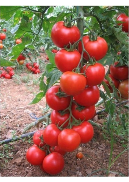 Süper Paket 100 Adet Tohum Ithal Mis Kokul Gerçek Sırık Domates Tohumu