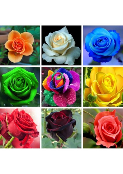 9 Çeşit 18 Adet Karışık Gül Tohumu Paketi