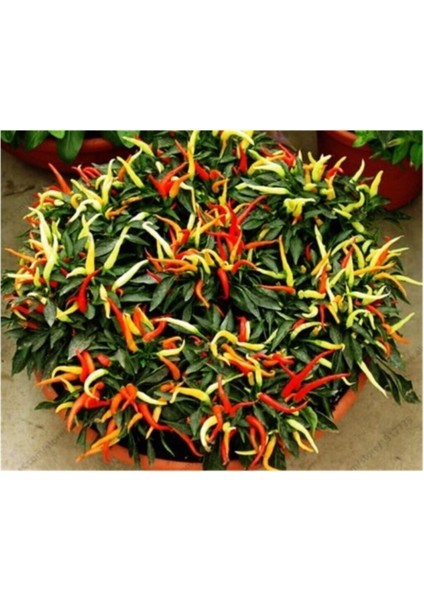 Acı Burbiye Süs Biberi Tohumu 40 Adet Tohum