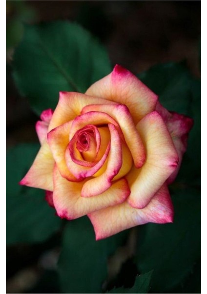 10 Adet Özel Renkli Ithal Gül Çiçeği Tohumu