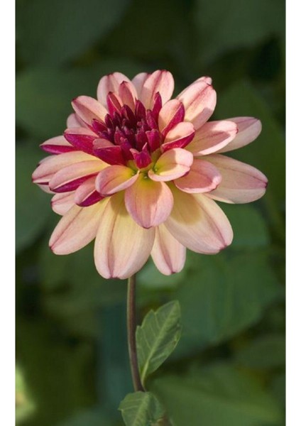 Mıgnon Yıldız Dahlıa Çiçek Tohumu 10 15 Pembe Renk