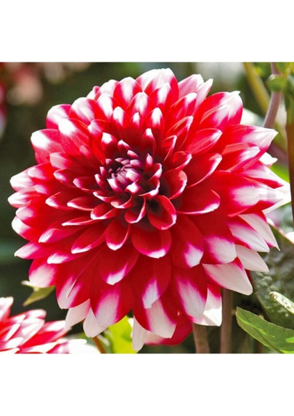 Dev Dahlia Çiçeği Tohumu 5 Tohum