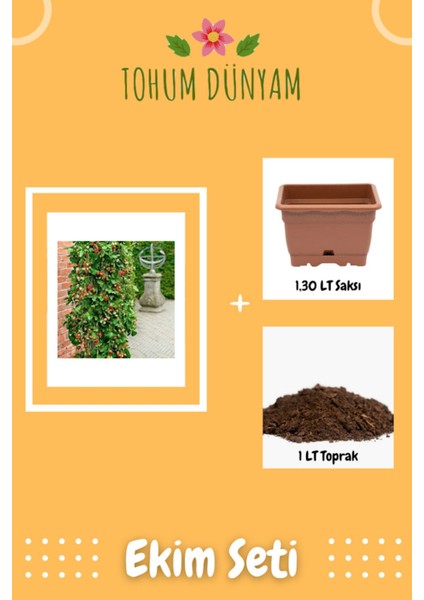 Sırık Çilek Ağacı Tohumu Ekim Seti