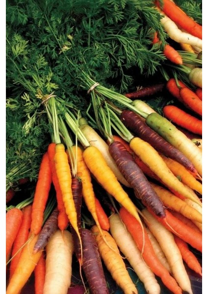 Ithal Renkli Havuç Tohumu 40 Adet Havuç Tohumu