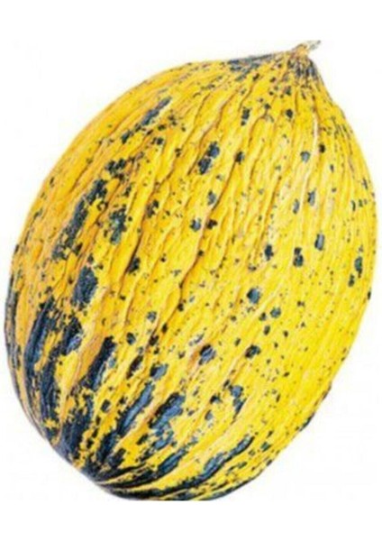 Eko Paket 150 Tohum Meşhur Altınbaş Manisa Kavunu Tohumu Kavun Tohumu