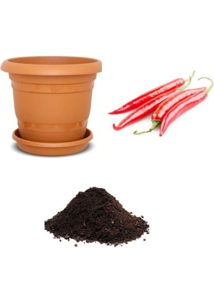 Nadir Ithal Çok Acı Bangkok Biberi Tohumu Ekim Seti