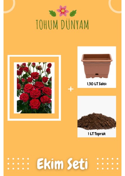 Kırmızı Gül Tohumu Ekim Seti