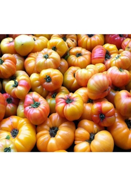 20 Adet Sarı Biftek Domates Tohumu