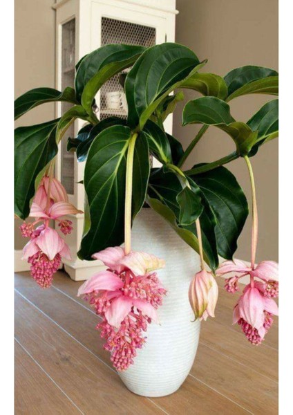 Medine Gülü Çiçek Tohumu 20 Adet