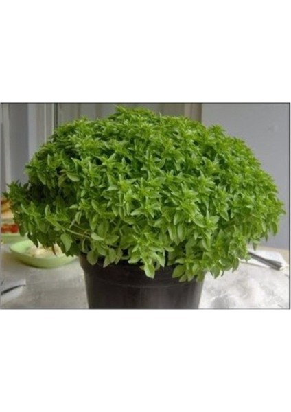 Agrobazaar Mini Top Fesleğen 25+ Tohum