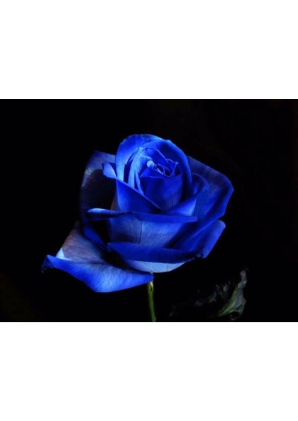 5 Adet Gece Mavisi Gül Tohumu