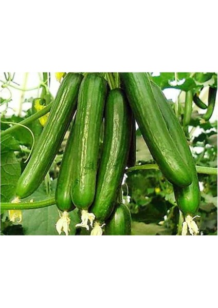 Eko Paket 50 Adet Tohum Ithal Erkenci Sırık Salatalık Tohumu