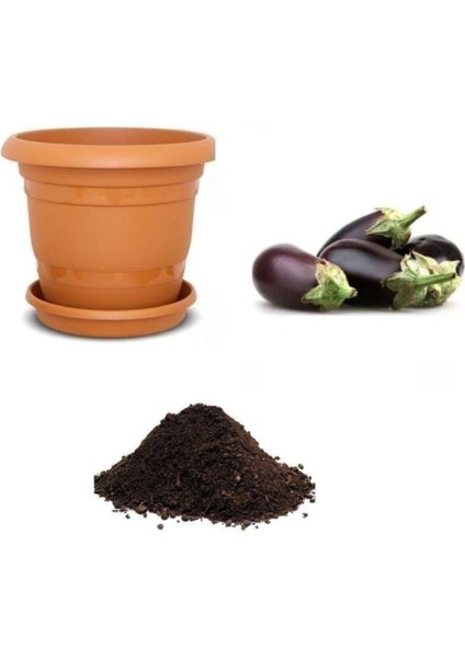 Dolmalık Antep Patlıcanı Tohumu Ekim Seti