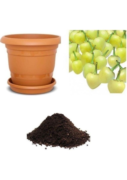 Acı Fındık Biberi Tohumu Ekim Seti