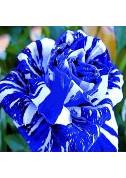 5 Adet Mavi Beyaz Gül Tohumu