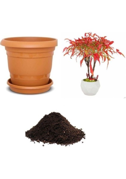 Ithal Cennet Bonzai Ağacı Tohumu Ekim Seti